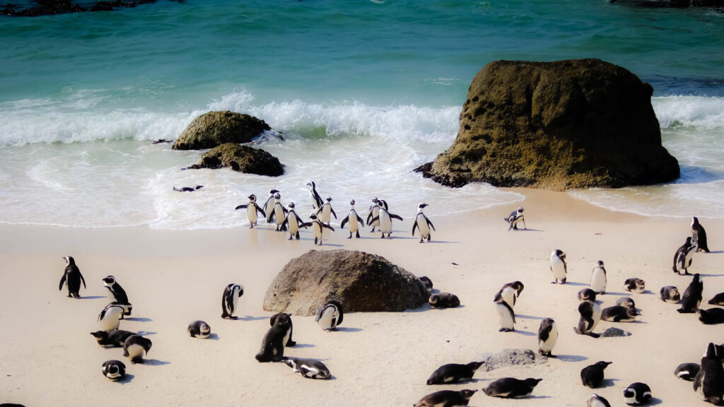 Pinguinos en la arena de una playa en South Africa